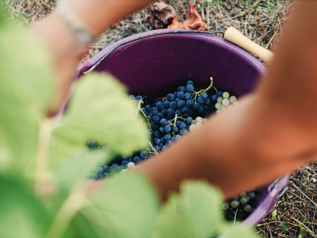 Douro Valley Harvest, Portugal: Best Stays & Dining A top-down close-up photograph of a harvester's arms hand-picking ripe purple grape clusters into a black harvest bucket, surrounded by fresh green vine leaves during the autumn vindima.