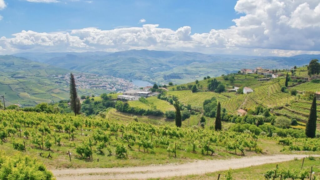 Douro Valley Port Wines: A Portugal Wine Region Guide A bright, scenic view looking across the cascading vineyard terraces of Pinhão in the Douro Valley, framed by elegant green cypress trees under a vibrant blue sky with soft white clouds.