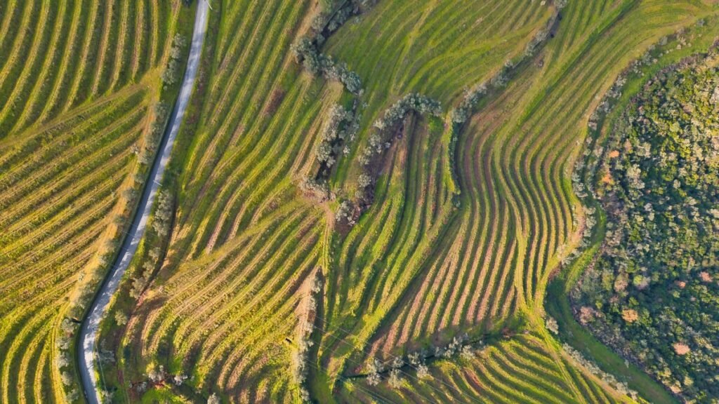 Douro Valley Harvest, Portugal: Best Stays & Dining A striking top-down 90-degree drone photograph looking straight down at lush green terraced vineyards showing hints of early autumn yellow, split by a narrow serpentine road winding like a serpent from top to bottom.