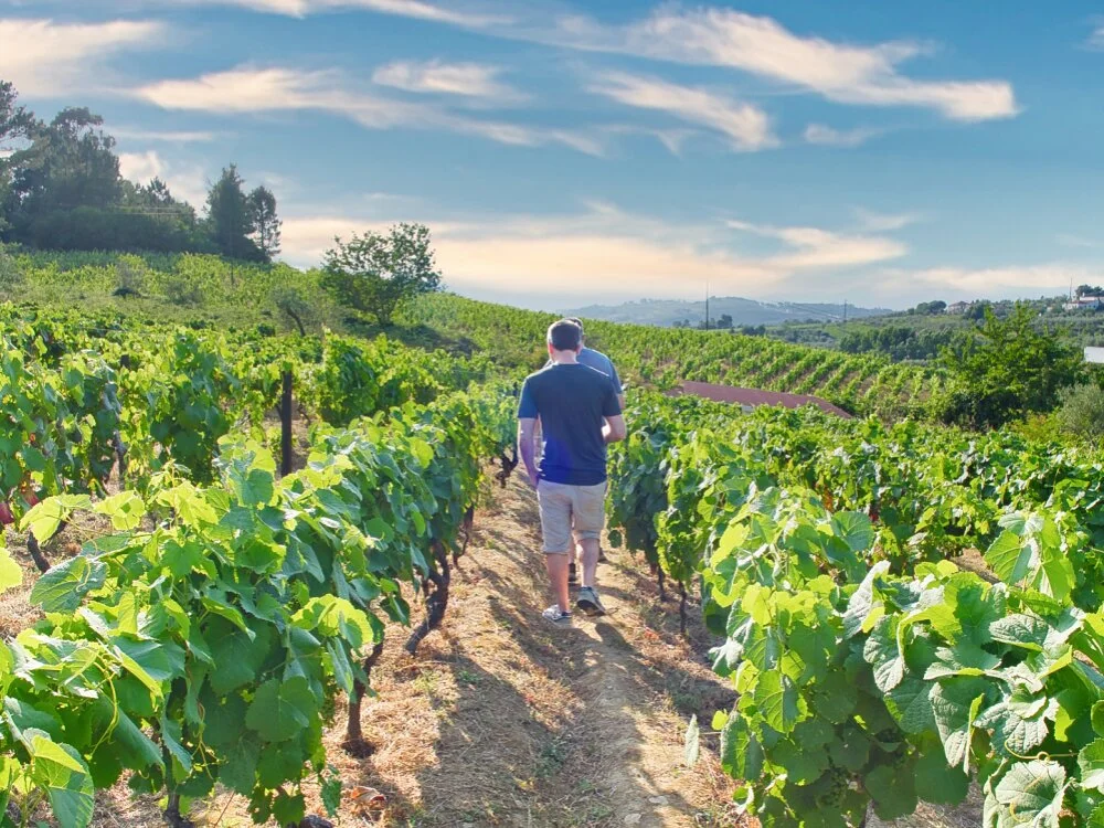 A rear view of two men walking down a narrow dirt path between lush rows of green grapevines under a bright blue sky with wispy clouds, on a sloping vineyard in the Douro Valley, Portugal.